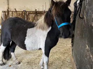 Shetlænder Vallak 