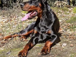 Dobermann 