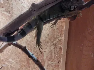 Dinodyret søger ny madslave 