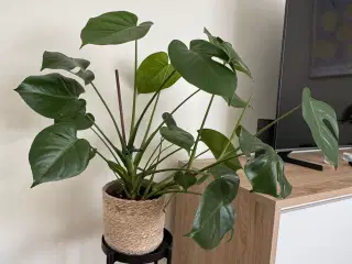 Monstera Deliciosa