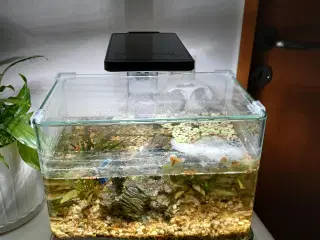 Akvarie med indhold 