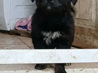 Lille Billy leder efter sin egen familie 🩵