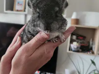 Chinchilla 3 måneder gammel
