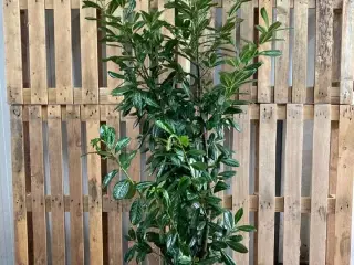 20 stk. Cherry laurel Prunus laurocerasus 'Novita'  175-200 cm.