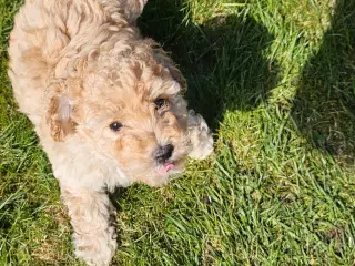 Dværgpuddel hvalpe - hanner