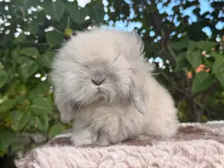 Mini lion lop dreng