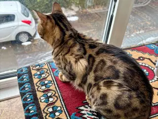 Bengal kat