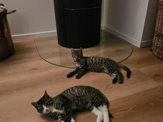 Kattekillinger søger kærligt hjem.