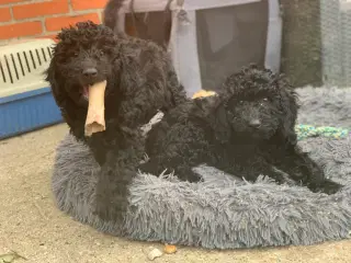 Mini Golden Doodle F1B babyer 