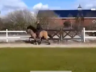 Mild og godmodig islænder 