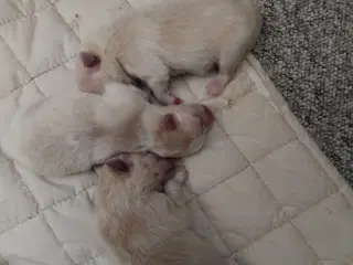 Ægte pomeranian hvalpe 3 stk
