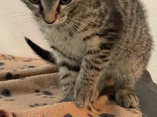 Kattekillinger