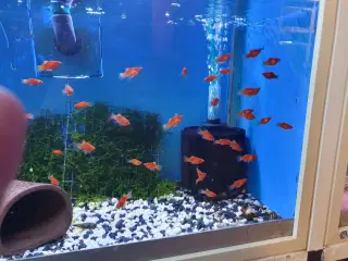 Smukke Koralplaty