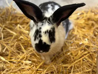 Kaninunger 
