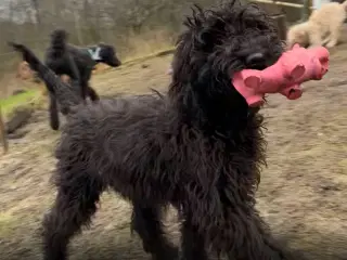 Cockapoo / Cockerpoo / Doodle. Ny pris 1 tilbage