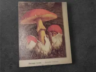 Papirark med botaniske svampeillustrationer Forvan