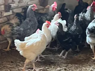 Høns