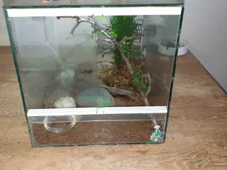 Cyriopagopus sp Hati Hati edderkop 
