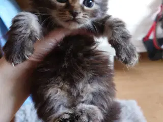 Maine coon killing Far med tavle