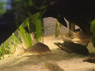 3 x sterbai pansermaller 