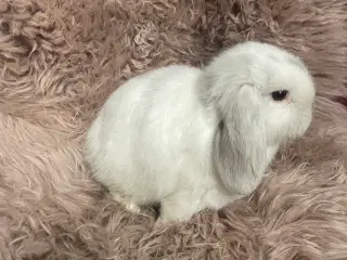 Minilop unge klar 19/11 (dreng)