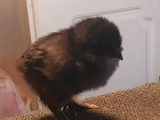 Søger daggammel kyllig