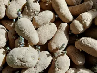 læggekartofler