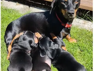 Dværggravhunde hvalpe