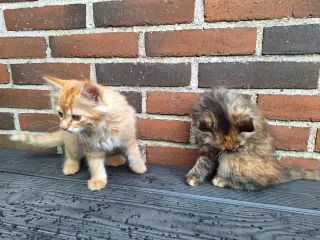 Fine kattekillinger