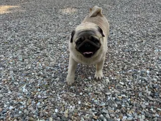 Mops Han 