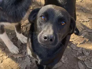 Joey søger sit helt eget hjem❤️