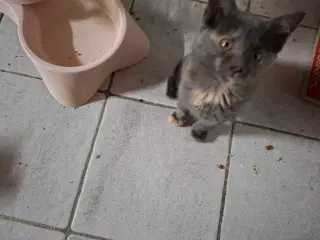 Kattekillinger sælges