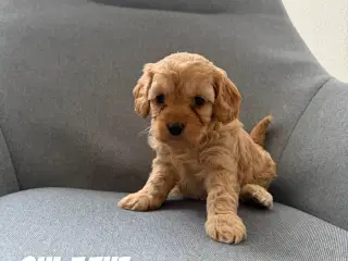 Cavapoo hvalpe søger nyt hjem