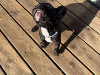 Fransk Bulldog hvalp