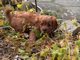 Skønne Cavapoo hvalpe 