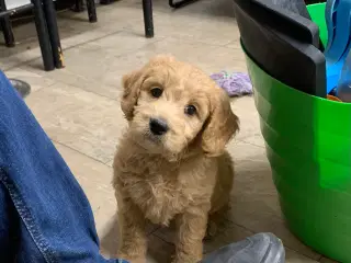 Mini Golden doodle F1B babyer 