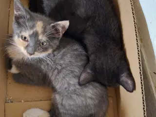 Kattekillinger sælges