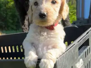 Cockapoo / Cockerpoo / Doodle