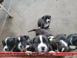 Staffordshire Bull Terrier Hvalpe 5 uger