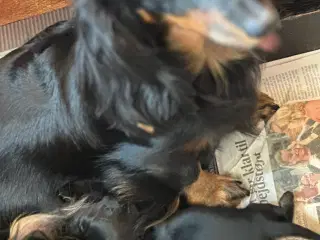 Langhåret gravhund