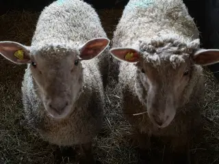Charolais buklam
