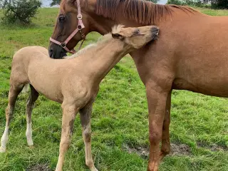 Dejlig palomino hoppe