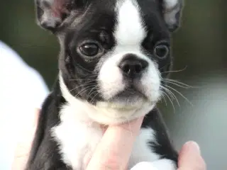 🌟 Boston Terrier hvalpe – DKK – Rejseklare