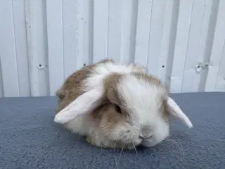 Mini lop hankanin 