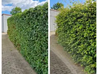 Hækklipning på Fyn og trekantområdet