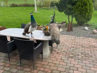 Påfugle par sælges ,fir år gamle