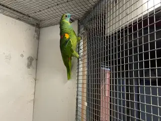 Blåpandet amazone papegøje han