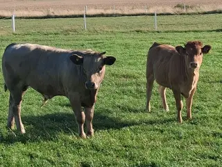 Charolais kryds 