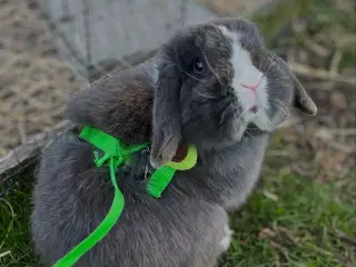 Søde Stampe søger nyt hjem 