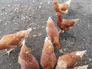 God ægge lægger røde amerikaner 